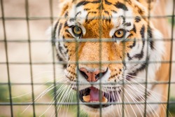 Close up portrait of the endangered bengal tiger looking through the cage living in captivity in an European zoo