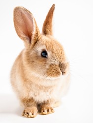 Red easter bunny rabbit portrait on white background