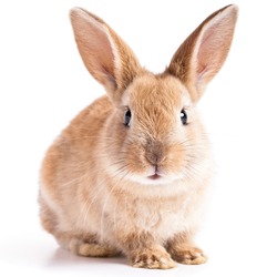 Red bunny rabbit portrait looking frontwise to viewer on white background