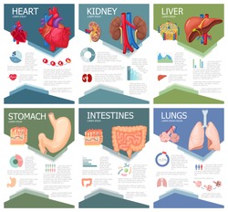 Human organ anatomy infographic poster with chart, diagram and icon. Kidney, lung, liver, heart, stomach, intestine medical science brochure