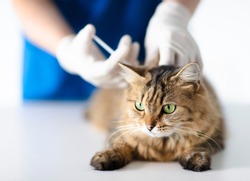 Veterinarian at vet clinic giving injection  cat