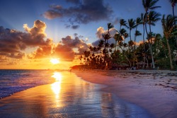 Palm tree sandy beach sunrise 