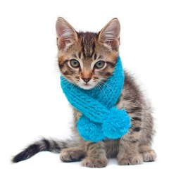 Kitten wearing a scarf