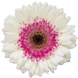 White and pink gerbera flower isolated on a white background