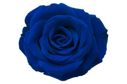 Blue rose on white background