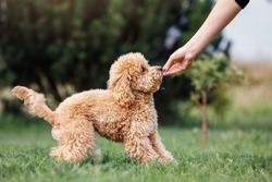 Little brown poodle. Small puppy of toypoodle breed. Cute dog and good friend. Dog games, dog training. Be my friend. The puppy gets his prize.