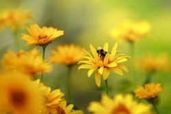 Blurred background of many yellow Echinacea flowers with a bee on the petals. Gift card, with copy space.