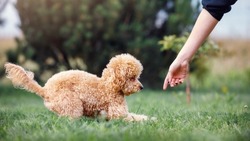 The girl, the hostess of the cute brown poodle, is training her dog in the lawn, she with his arm shows his place and tells him to follow the instruction.