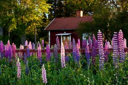 Old idyllic swedish cottage with flower in the foreground.