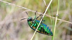 Green-legged metallic beetle (Sternocera aequisignata) or Jewel beetle or Metallic wood-boring beetle on grass
