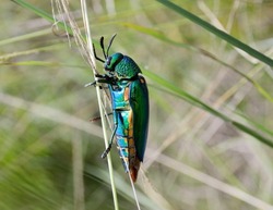 Green-legged metallic beetle (Sternocera aequisignata) or Jewel beetle or Metallic wood-boring beetle on grass