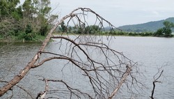 Dried tree beside lake, Nature background