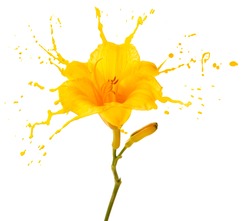 bright flower with yellow splashes on white background