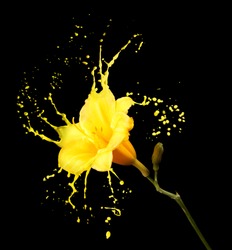 bright flower with yellow splashes on black background