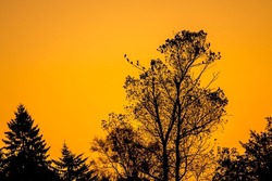 Sunrise orange color skye creating a silhuette of trees with birds sitting in it