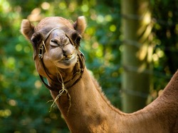 Camel - Camelus dromedarius