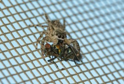 Female Tan jumping spider holding a fly in her pedipalps while hanging onto a window screen