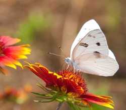 Checkered White Butterfly on an Indian Blanket flower