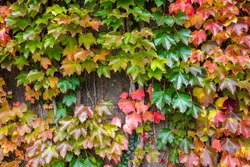 Colorful PARTHENOCISSUS tricuspidata, ‘Vetchii’ Boston ivy, Japanese ivy, grape ivy, creeper plant on the wall or cover the building, autumn background.