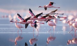 Flying flamingo in lake nakuru, Kenya