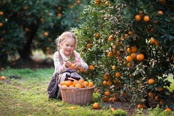 cute child picking harvest of fruit at the farm