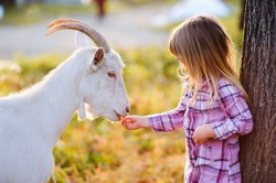 cute little kid feeding a goat at farm