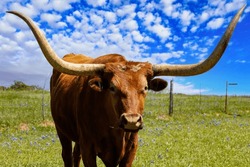 Close up view of longhorn cow in a field on a ranch in the Texas Hill Country.