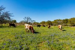 Cattle grazing in a bluebonnet field on a ranch in the Texas Hill Country.