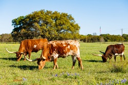 Texas longhorn cattle grazing in a field on a ranch in the Texas Hill Country.
