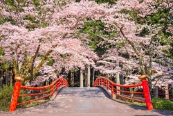 Kamijo, Shizuoka, Japan rural scene with cherry blossoms and a traditional bridge.