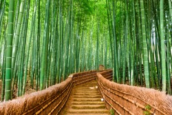 Kyoto, Japan at the Bamboo Forest.