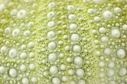 Pale green and white sea urchin shell closeup showing symmetrical design