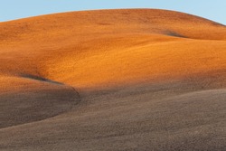 Golden gently rolling hills of grassland in a dry climate