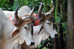 Costa Rican Ox towing a traditional coffee cart