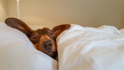 Dachshund snuggled in human bed with one eye open.