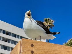 Shot from below of a seagull with its beak wide open and standing against a building and deep blue sky.