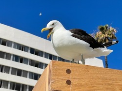 Close up side view of a seagull with its beak open and standing against a building and deep blue sky.