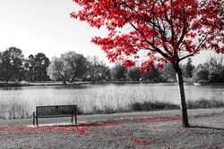 Red tree above an empty park bench in a black and white fall landscape scene 
