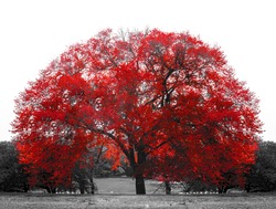 Big red tree in black and white landscape scene in Central Park, New York City NYC