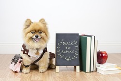 Pomeranian student sitting next to books and apple with chalkboard back to school