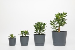 crassula ovata or money or jade tree in pots lined up in ascending order on a white background