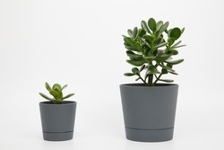 crassula ovata or money or jade tree in pots lined up in ascending order on a white background