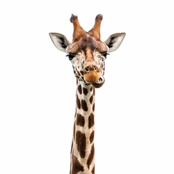 Funny giraffe's face isolated