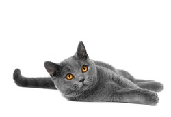 Beautiful domestic gray or blue British short hair cat with yellow eyes  on a white background