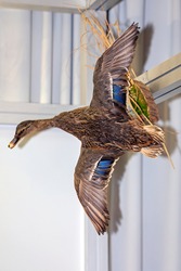 Wild Duck Bird in Flight Taxidermy Trophy