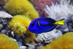 Blue tang (Paracanthurus hepatus), a number of common names are attributed to the species, including  Palette surgeonfish, Regal tang