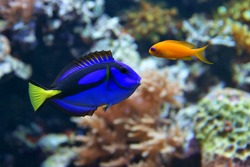 Blue tang (Paracanthurus hepatus), a number of common names are attributed to the species, including  Palette surgeonfish, Regal tang, and Dottyback