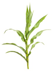 corn plant isolated