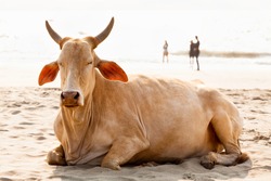 goa beach cow