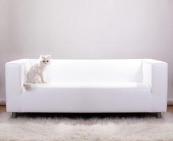 Cat sitting on a white leather sofa